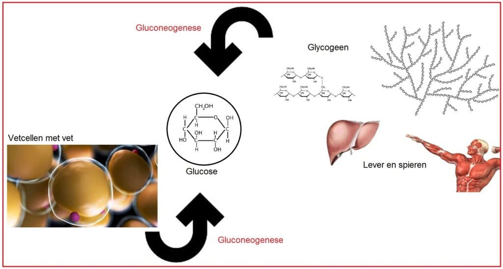 Gluconeogenese 21 Gluconeogenese2