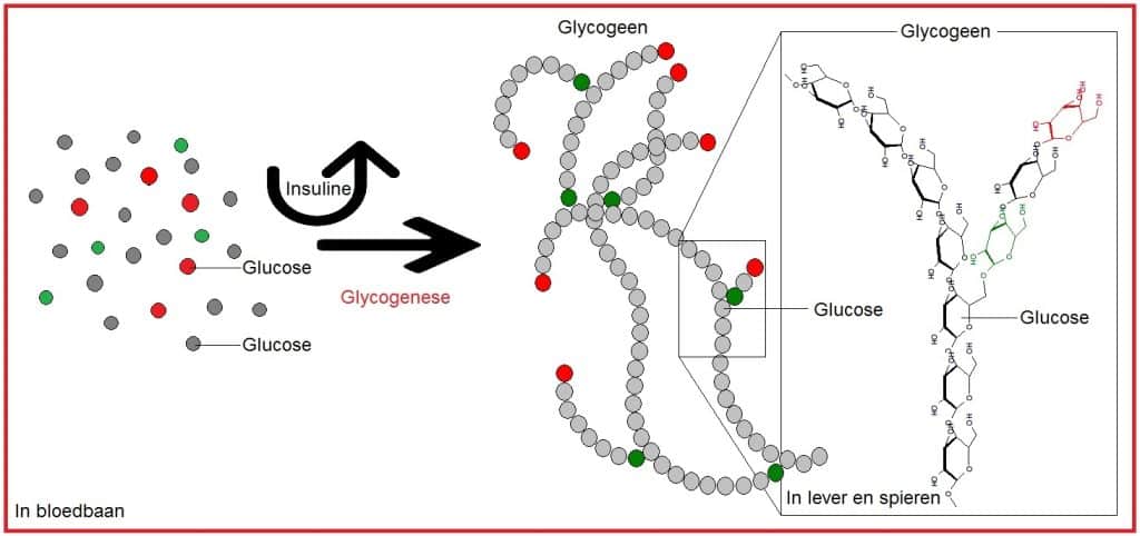 Glycogenese 17 Gycogenese