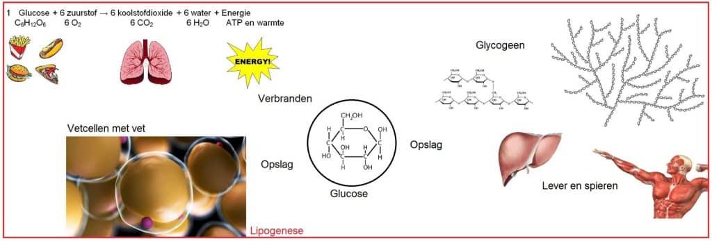 Lipogenese2