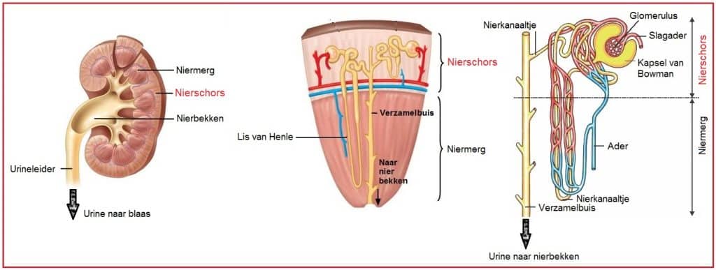 Nierschors 1 Nierschors