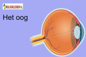 Het oog OB