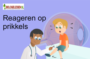 Reageren op prikkels OB