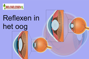 Reflexen in het oog OB