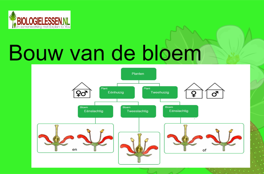 Bouw en functie van de bloem mavo