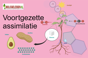 Voortgezette assimilatie