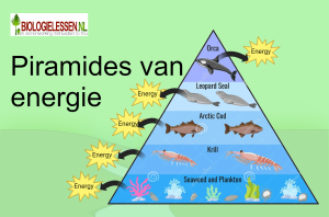 Piramides van energie mavo