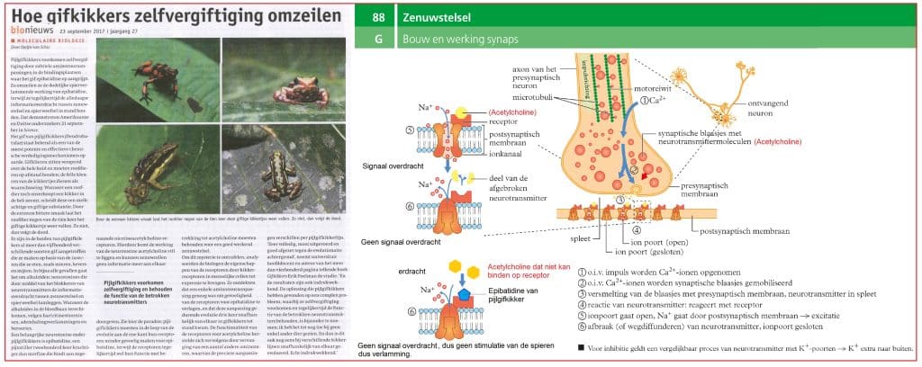Hoe gifkikkers zelfvergifiging omzeilen 21 Hoe pijlgifkikkers zelfvergifiging omzeilen