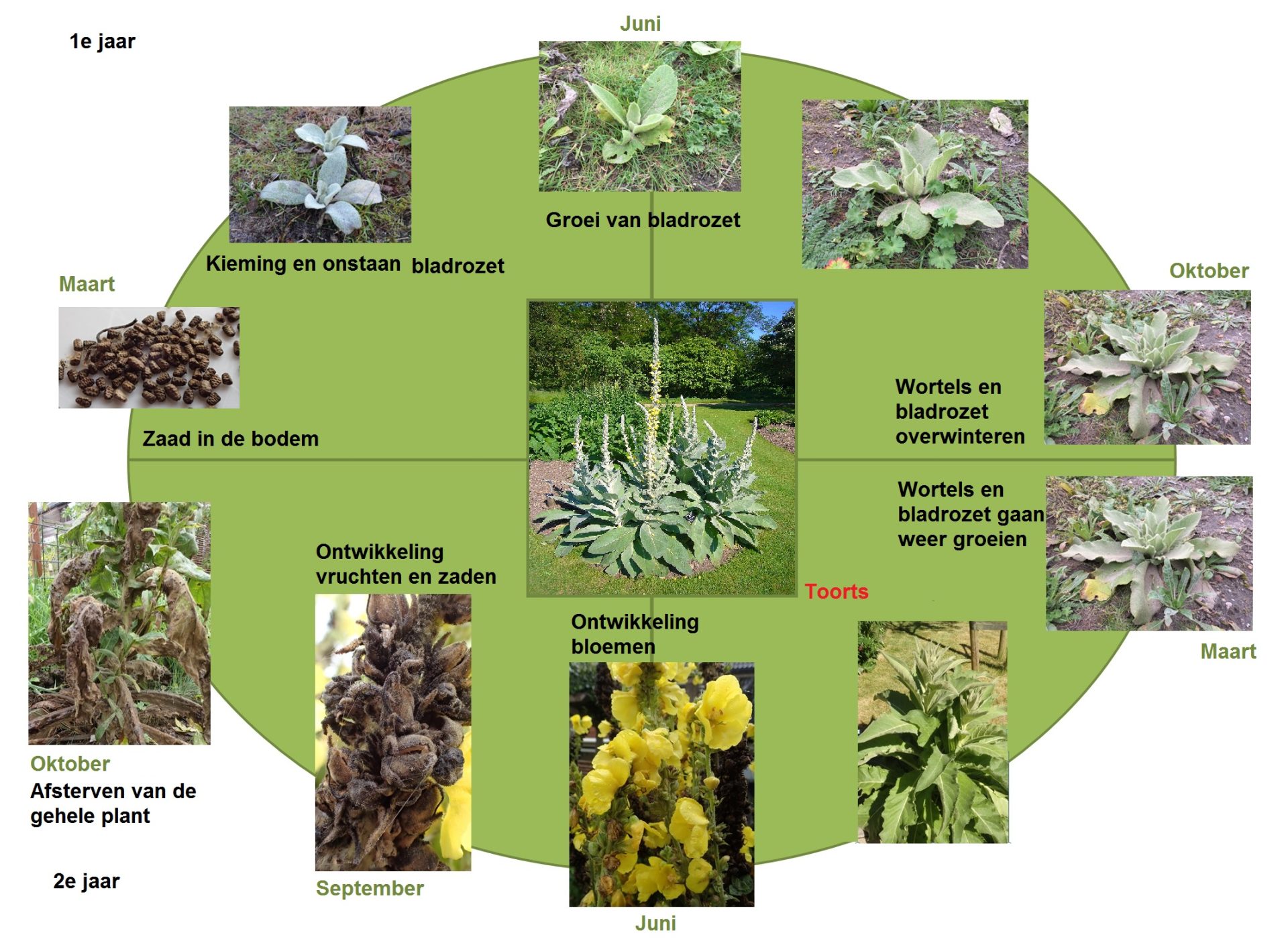 Groei En Ontwikkeling Bij Planten Biologielessen nl Groei En Ontwikkeling Bij Planten Biologielessen nl