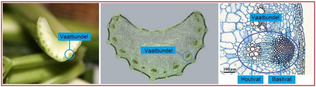 Vaatbundels 13 Vaatbundels