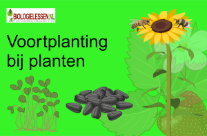 Voortplanting bij Planten mavo