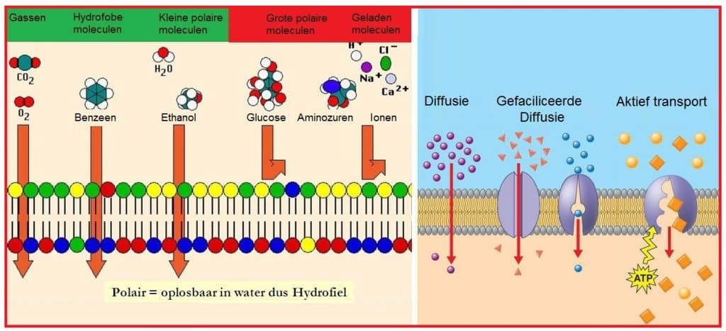 Semi permeabel 5 gefaciliteerde diffusie