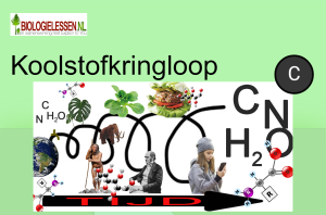 Koolstofkringloop