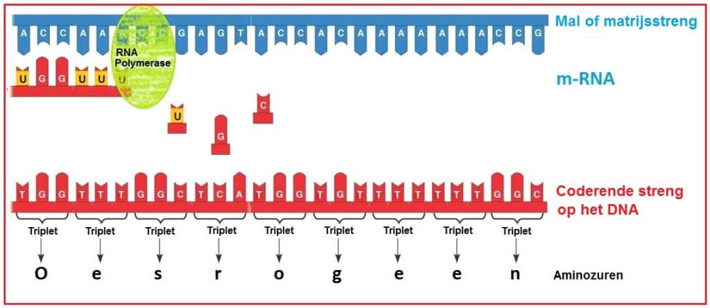 Matrijsstreng 20 Matrijsstreng