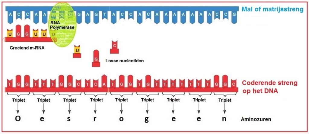 RNA Polymerase 16 RNA polymerase