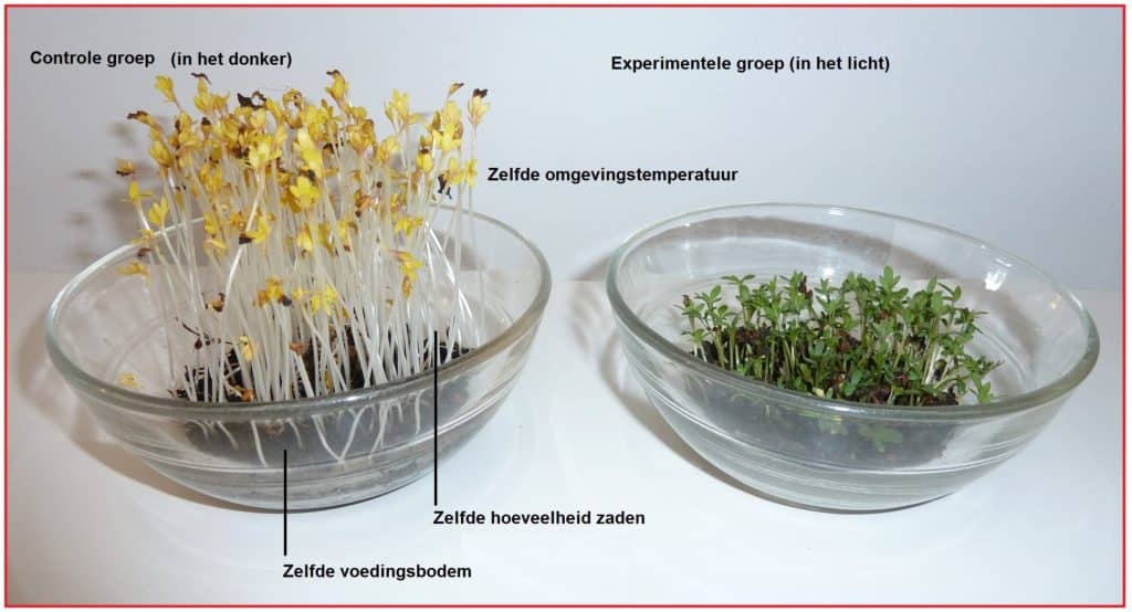 Controle groep 11 Controle experiment