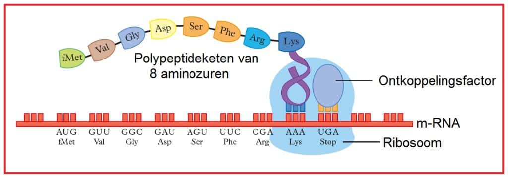 Polypeptideketen 19 Polypeptideketen