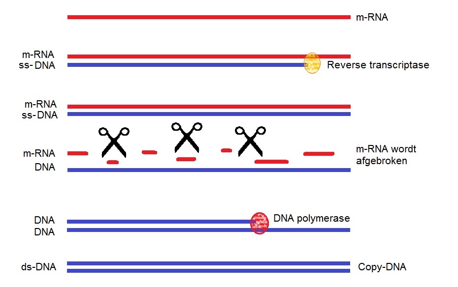 c DNA