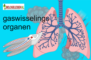 Gaswisselingsorganen mavo