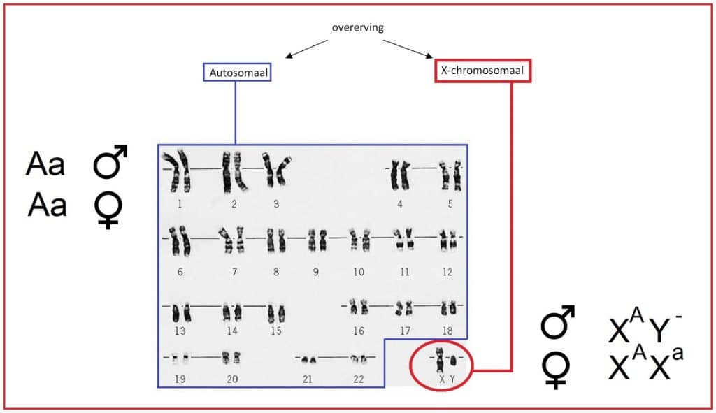 X-chromosomale overerving 5 Geslachtsgebonenofautosomaal 2
