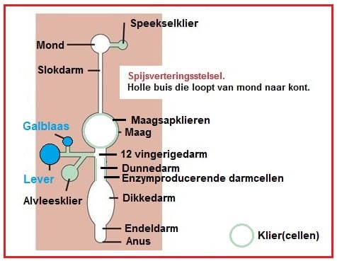 Spijsverteringsstelsel