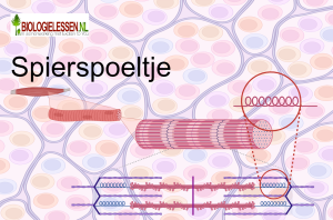 Spierspoeltje