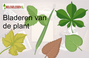 Bladeren van de plant Biologie in de 1e klas OB