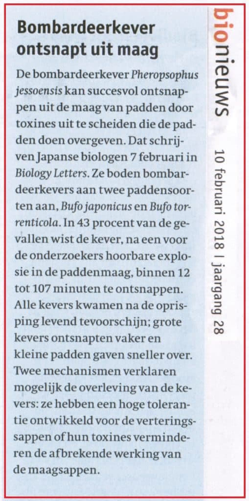 Bombardeerkever ontsnapt uit maag. 9 Bombardeerkever ontsnapt uit maag