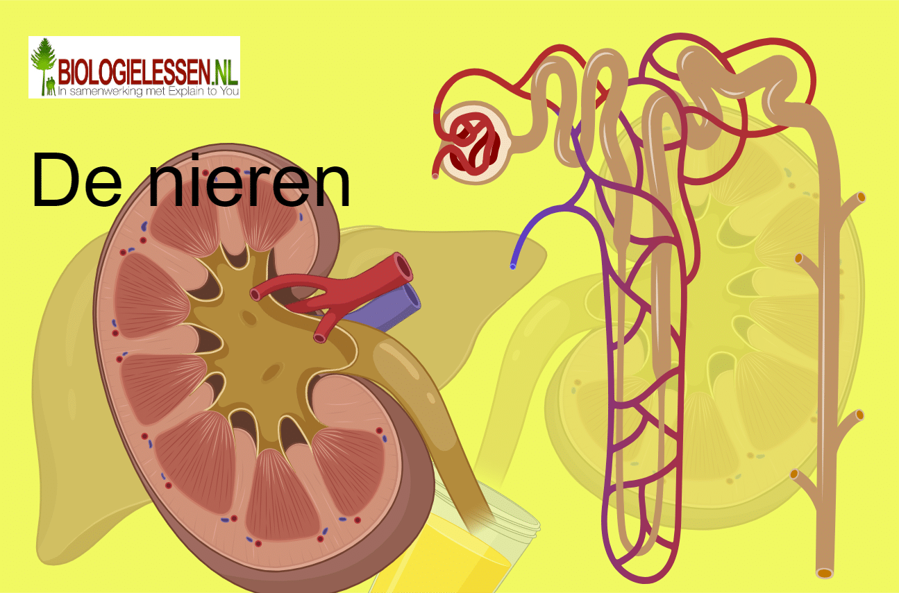 De nieren - Biologielessen.nl