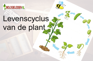 Levenscyclus van de plant Biologie in de 1e klas OB