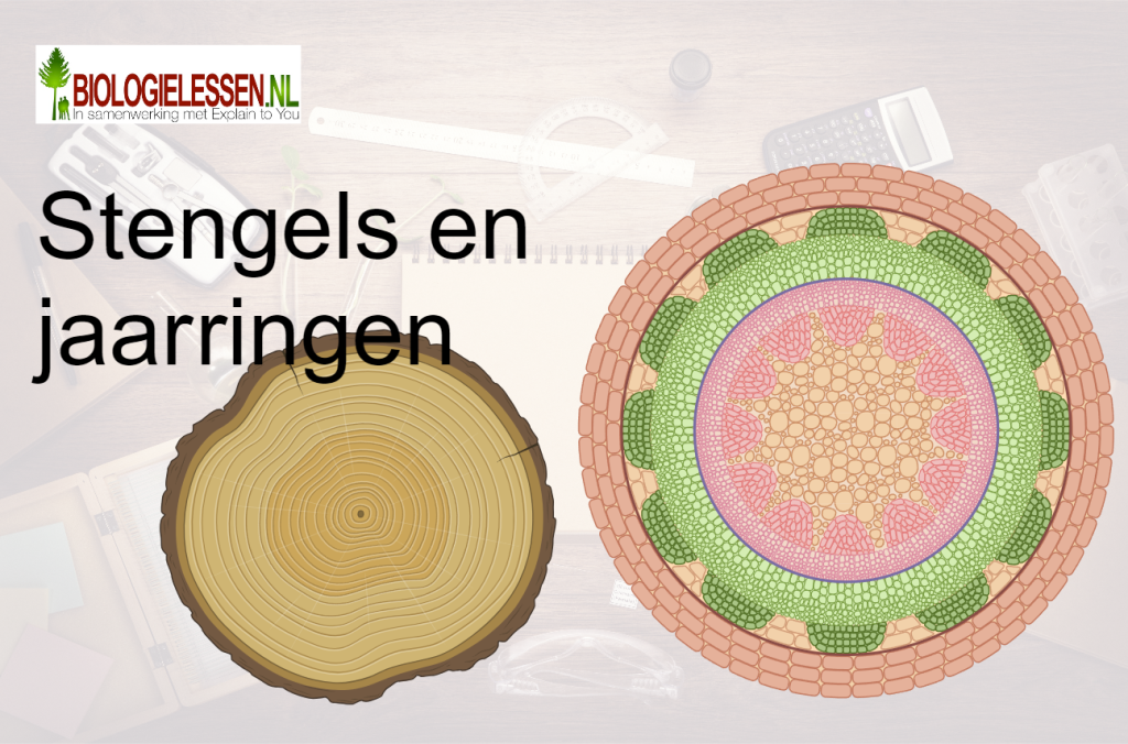 Stengels en jaarringen Biologie in de 1e klas OB