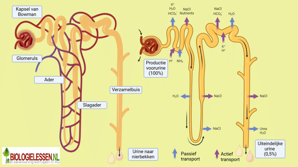 Werking van het nefron