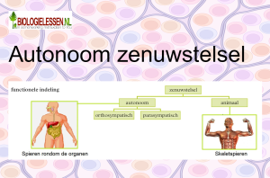 Autonoom zenuwstelsel