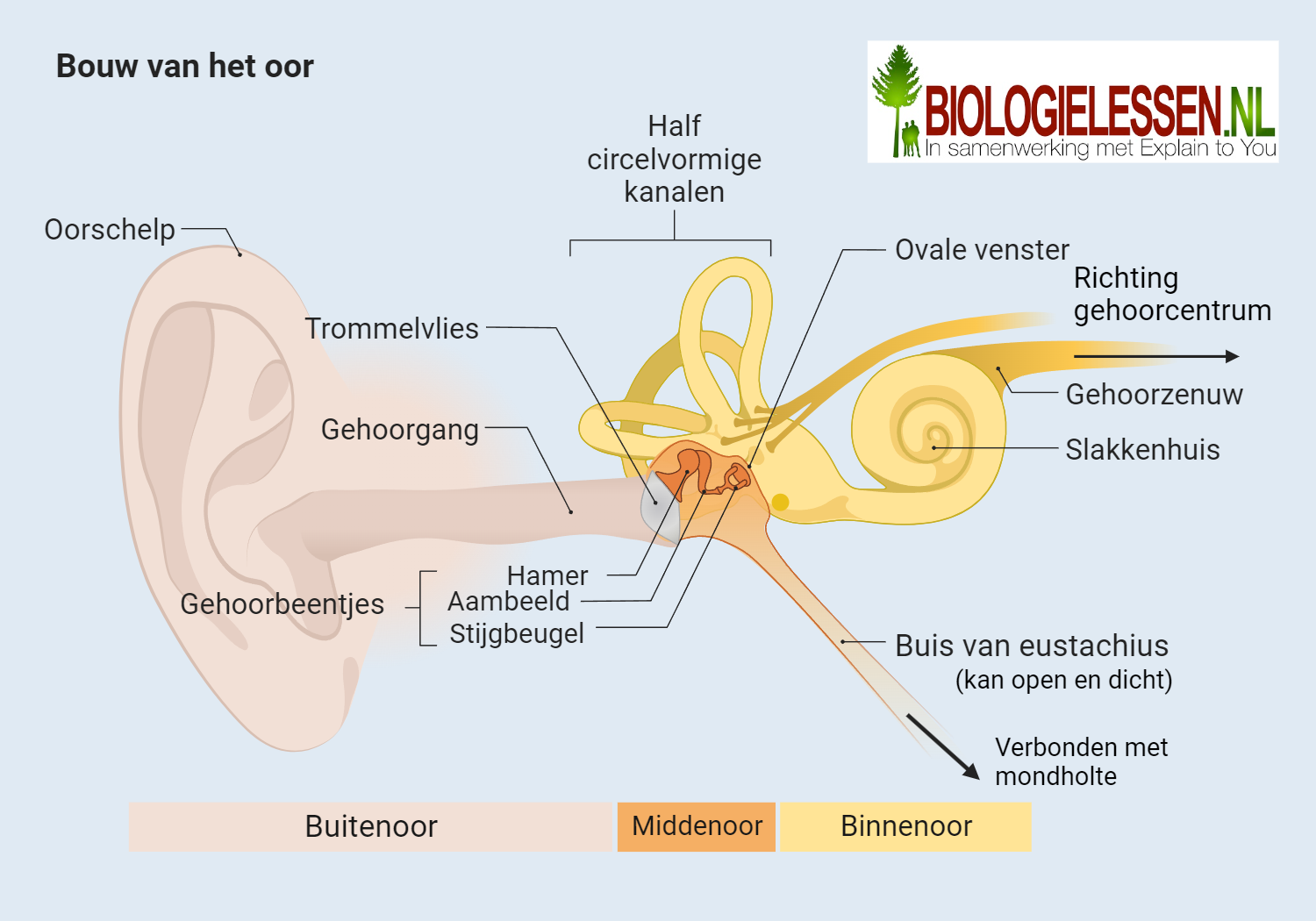 Het Oor En Geluidstrillingen Biologielessen nl Het Oor En Geluidstrillingen Biologielessen nl