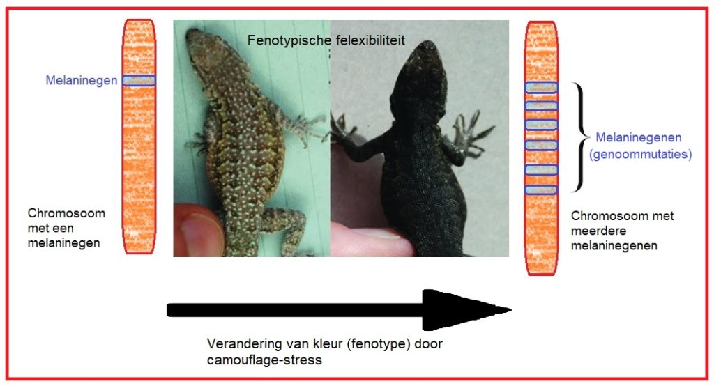 Baldwin-effect 15 Baldwimn effect