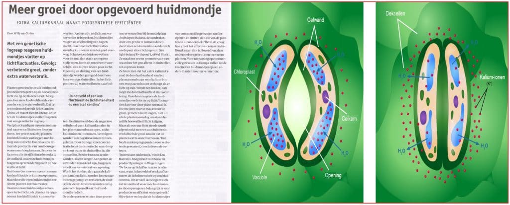 Meer groei door opgevoerd huidmondje
