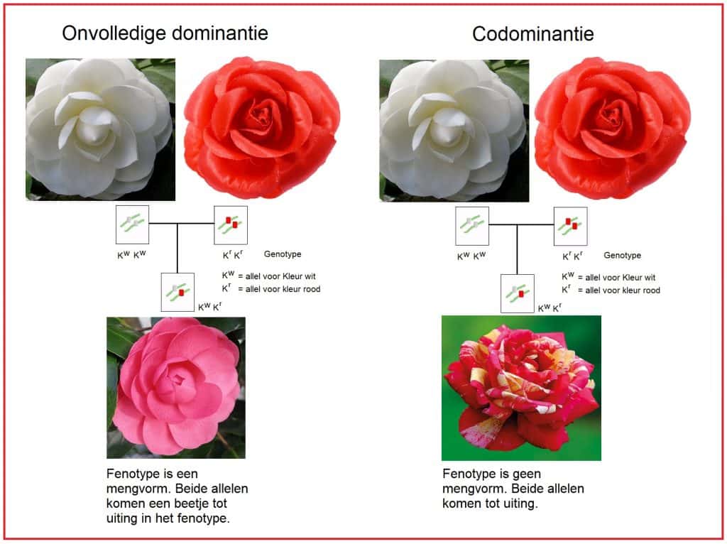 Codominantie 16 Co dominantie 2
