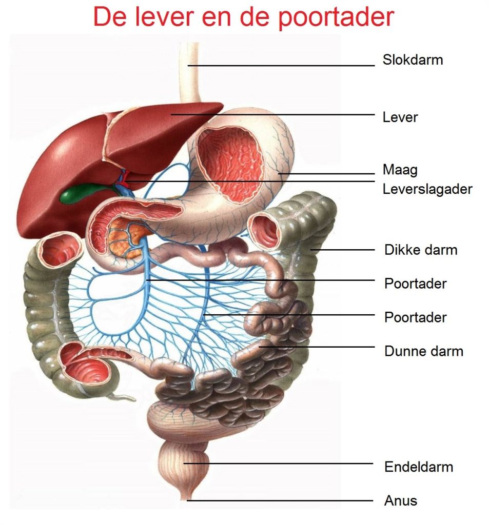 Het spijsverteringsstelsel en de poortader