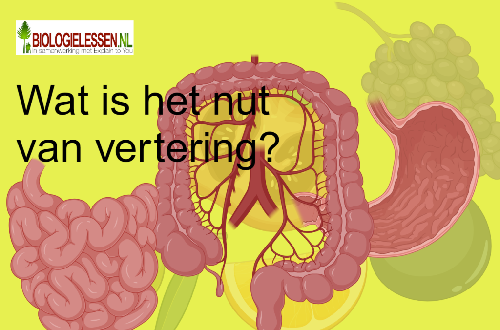 Wat is het nut van vertering mavo