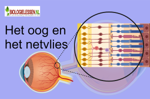 Het oog en het netvlies mavo