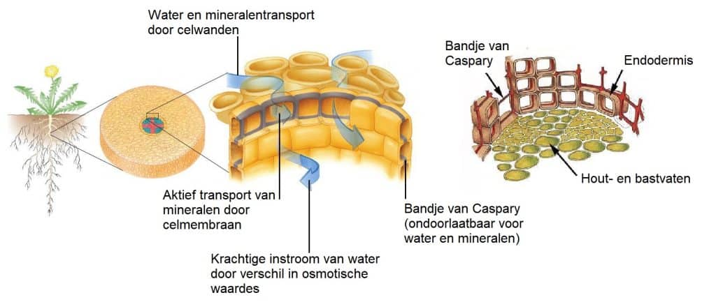 Bandje van Caspary 7 Bandje van caspary 3