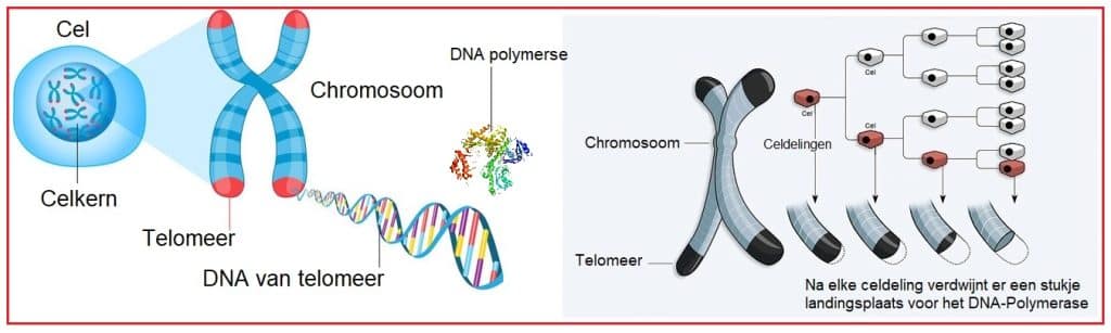 Telomeren 5 Landingsplaats DNA polymerase