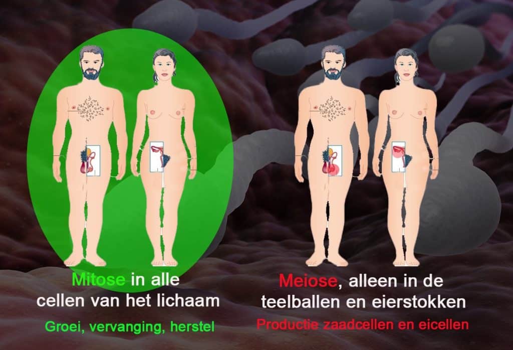 delen van man en vrouw waar meiose plaatsvind kopiren