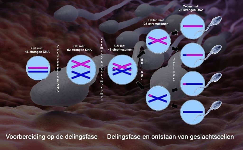 meiose in detail