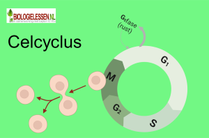 Celcyclus OB