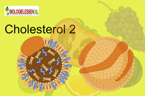 Cholesterol 2