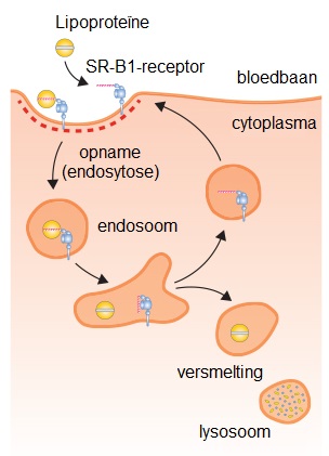 Cholesterol afbraak in lever