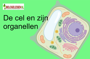 De cel en zijn organellen OB