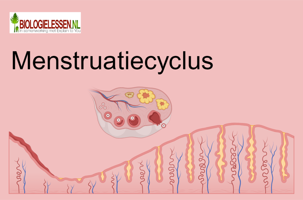 Menstruatiecyclus OB