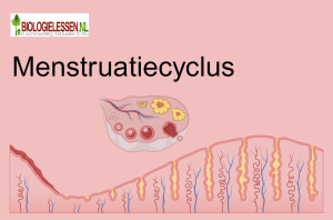 Menstruatiecyclus OB