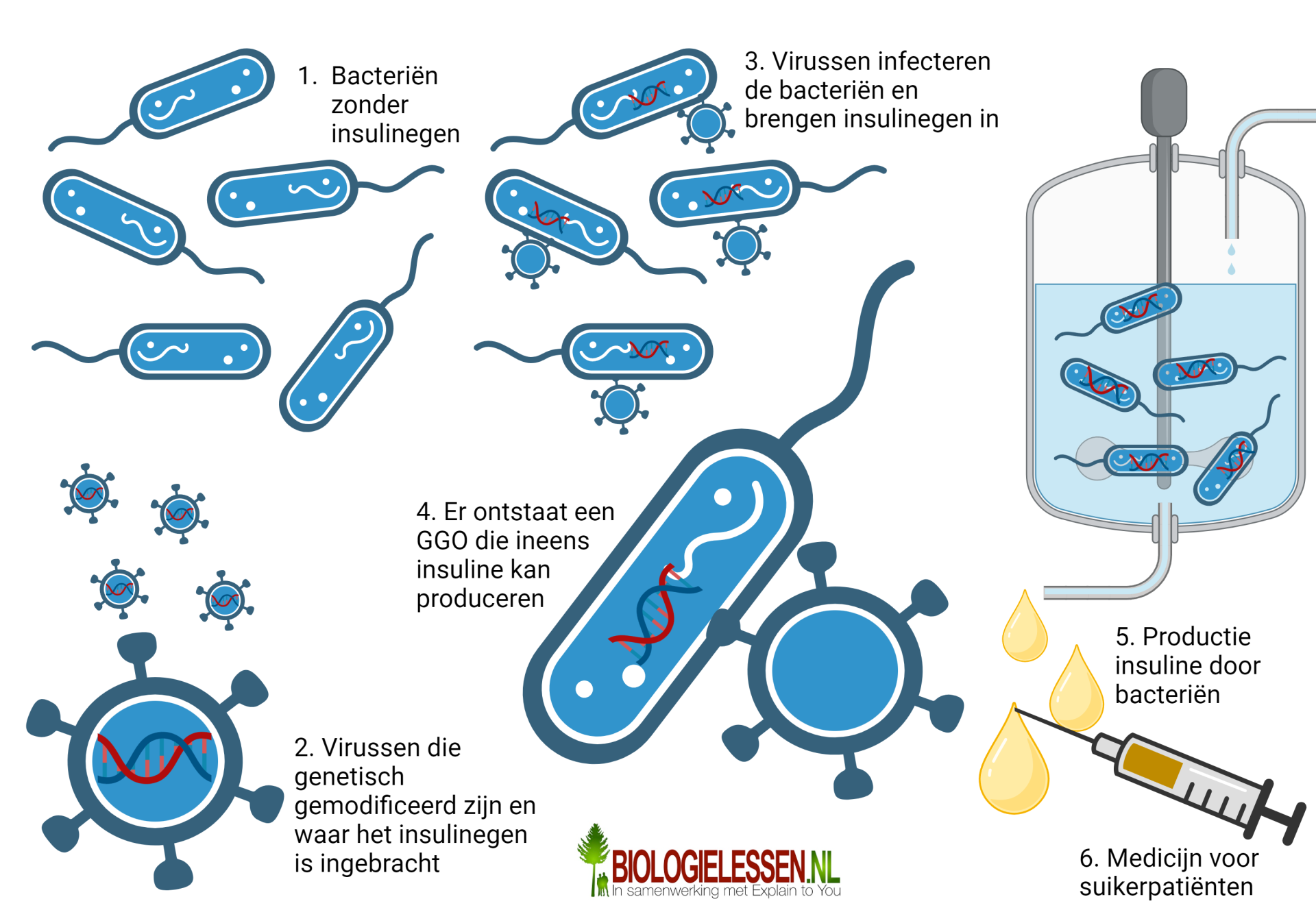 Bacteriele insulineproductie